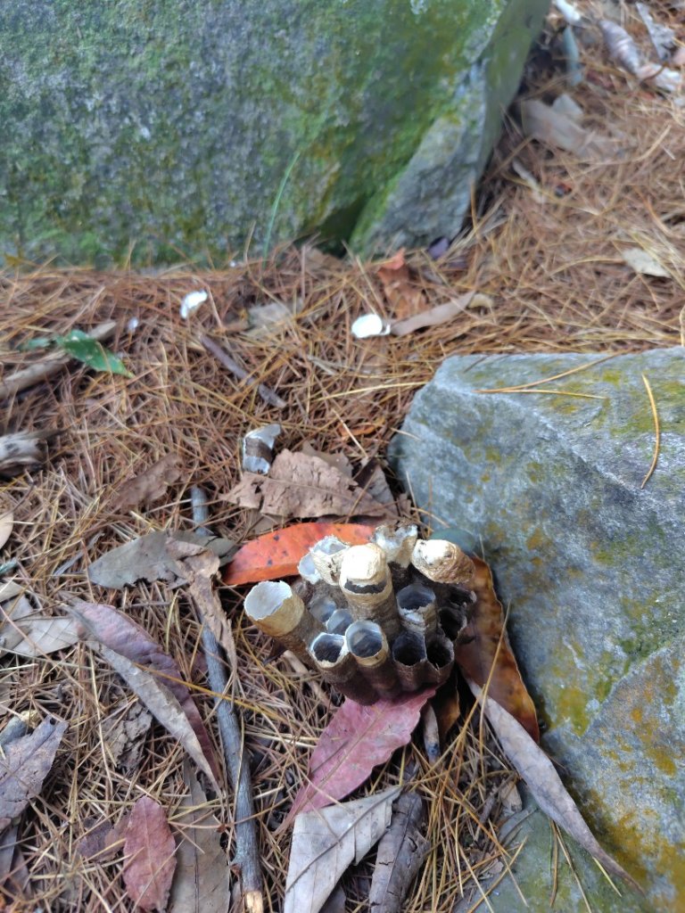 唐麻丹山 蝴蝶谷_2918789