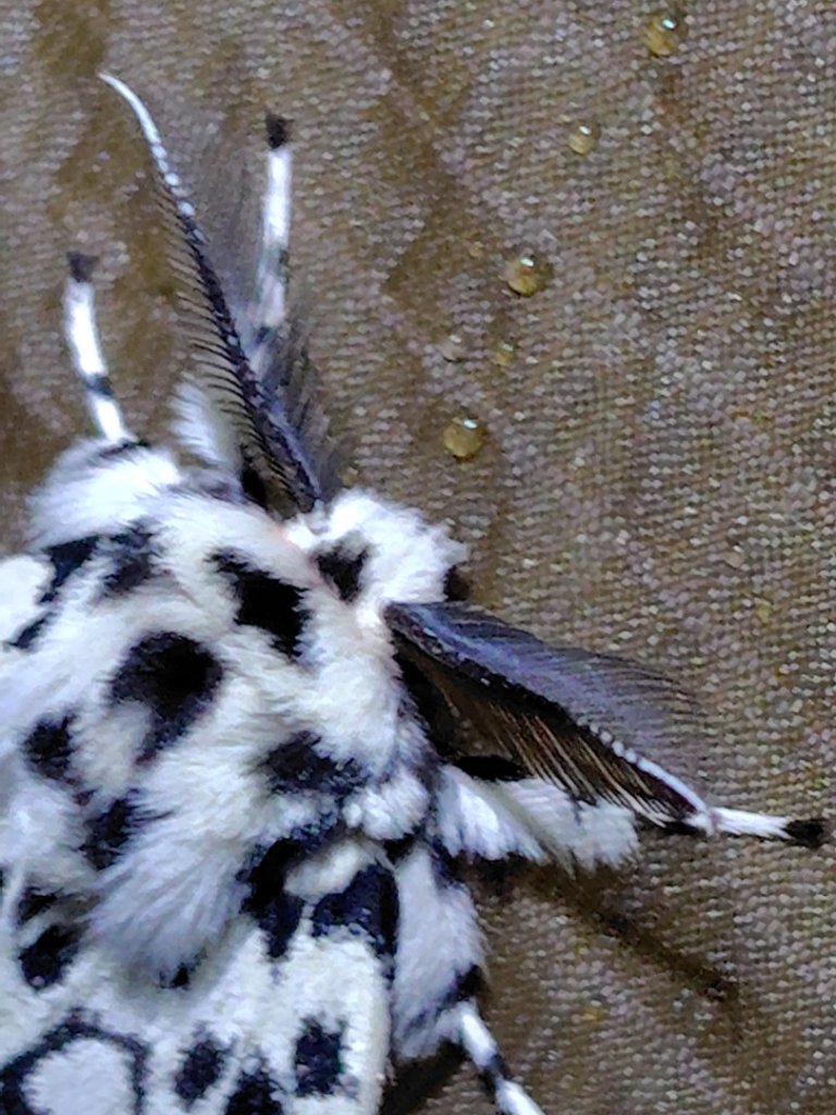 大竹溪山連走鞍輪名山封面圖