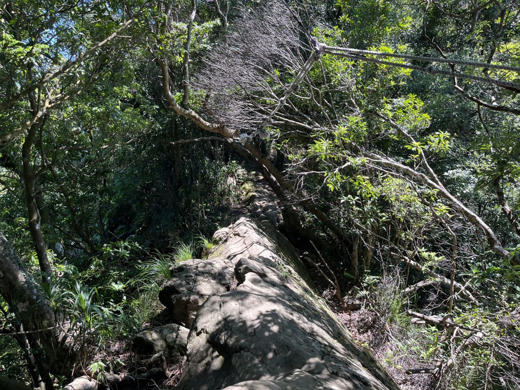 [微笑山線_第九段] 2025_0914 二格山系_天王峰_2889538