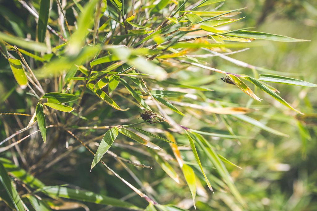 20220718-[南投] 合歡東峰步道_2433037