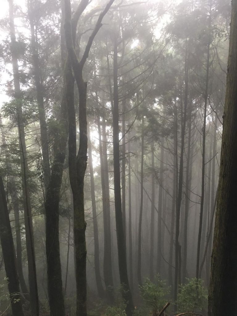 觀霧檜山巨木森林步道_171737