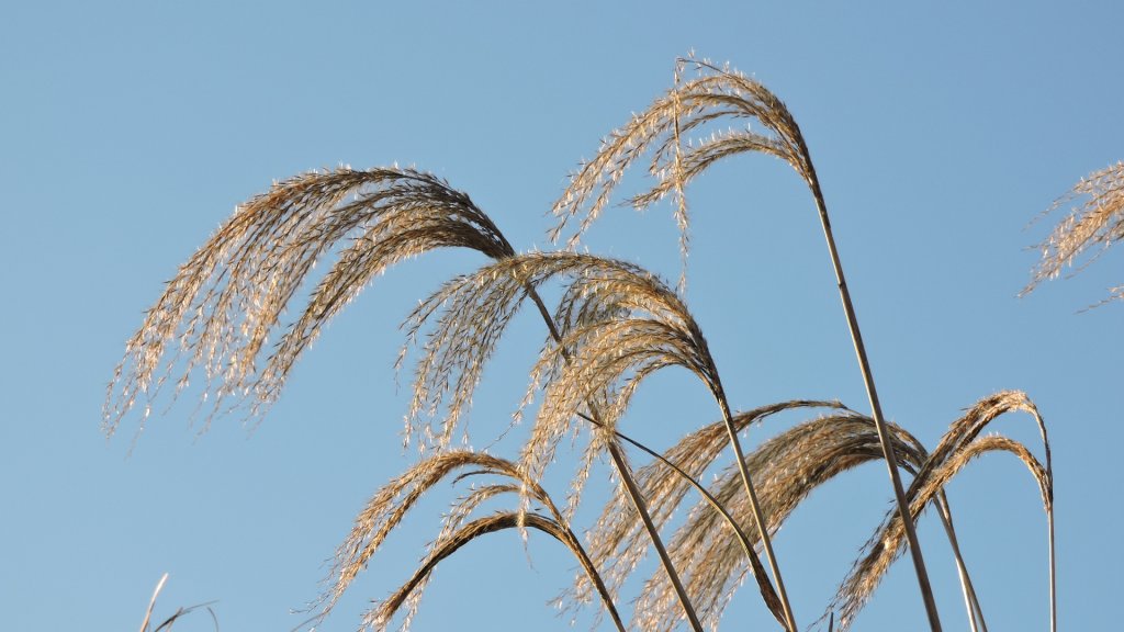 台北後花園下雪了 ！_1235649