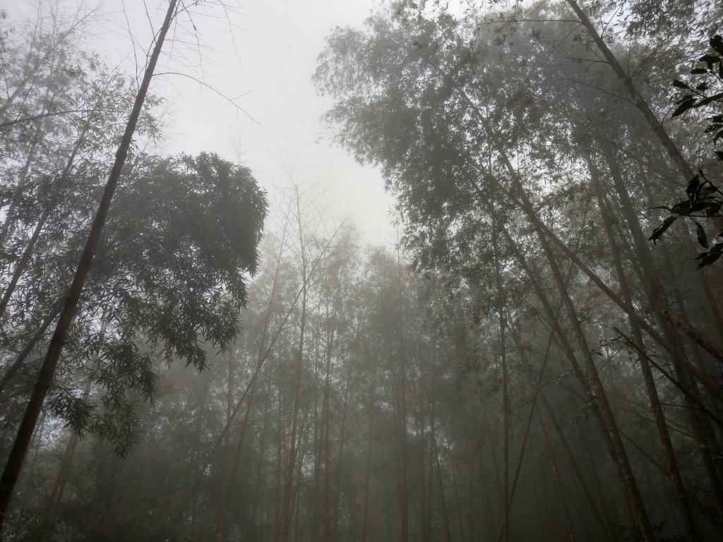 天氣多變大霧瀰漫的溪頭鳳凰山步道(小百岳#53)_1494923