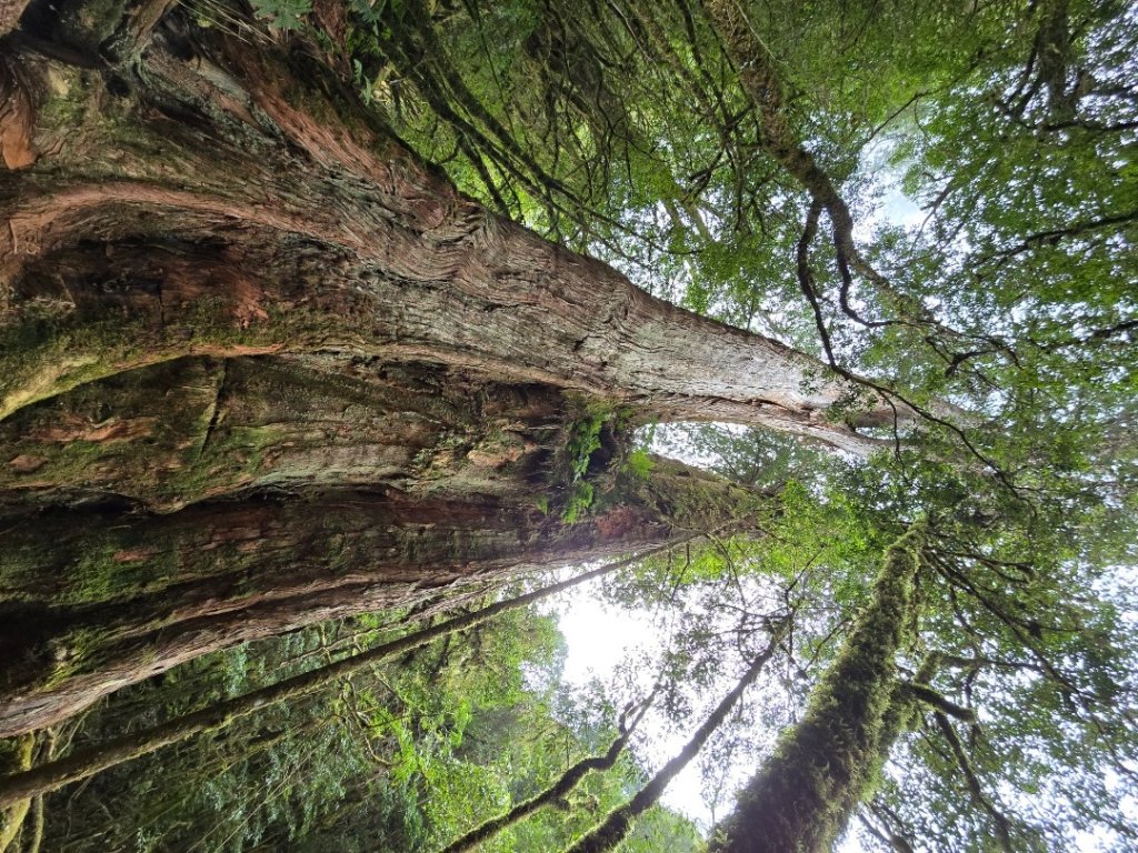 郡大神木群一日行_2440610