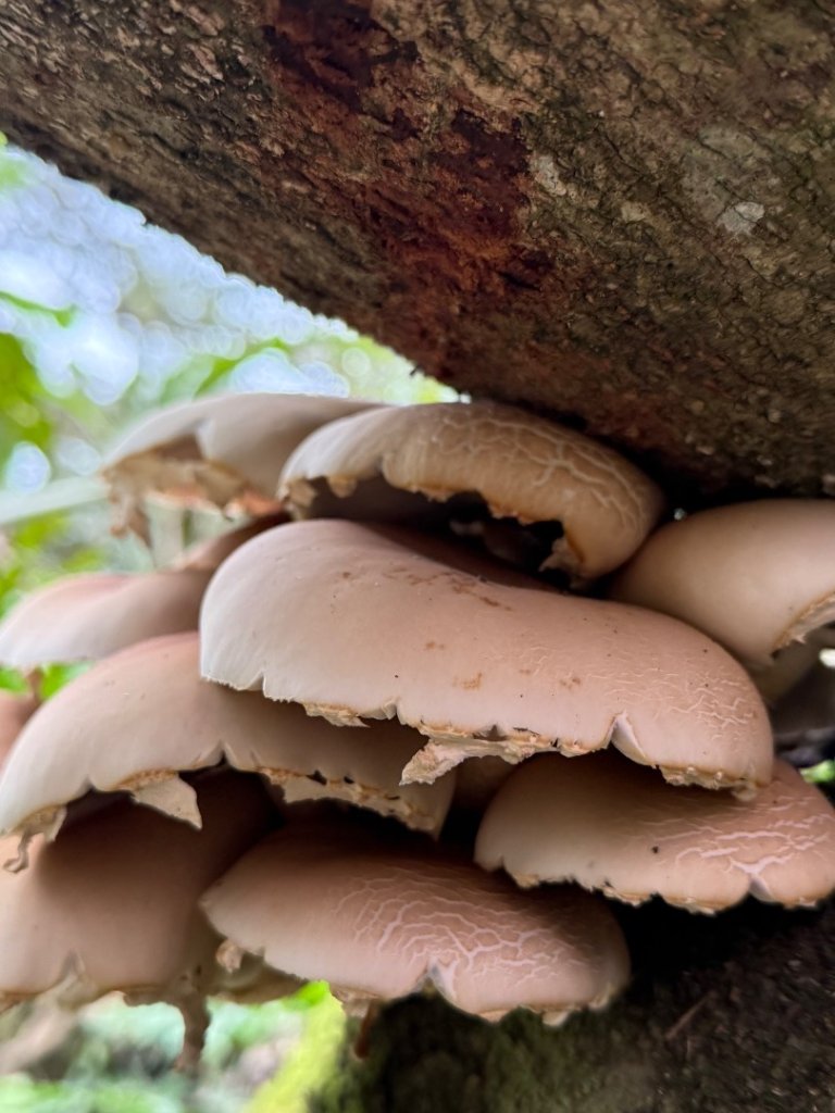 青潭越嶺政大-賞梅花🌸安坑🐦嘴四秀_2691702