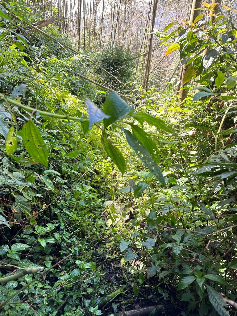 大凍山連走芙蓉山小O繞_2470519