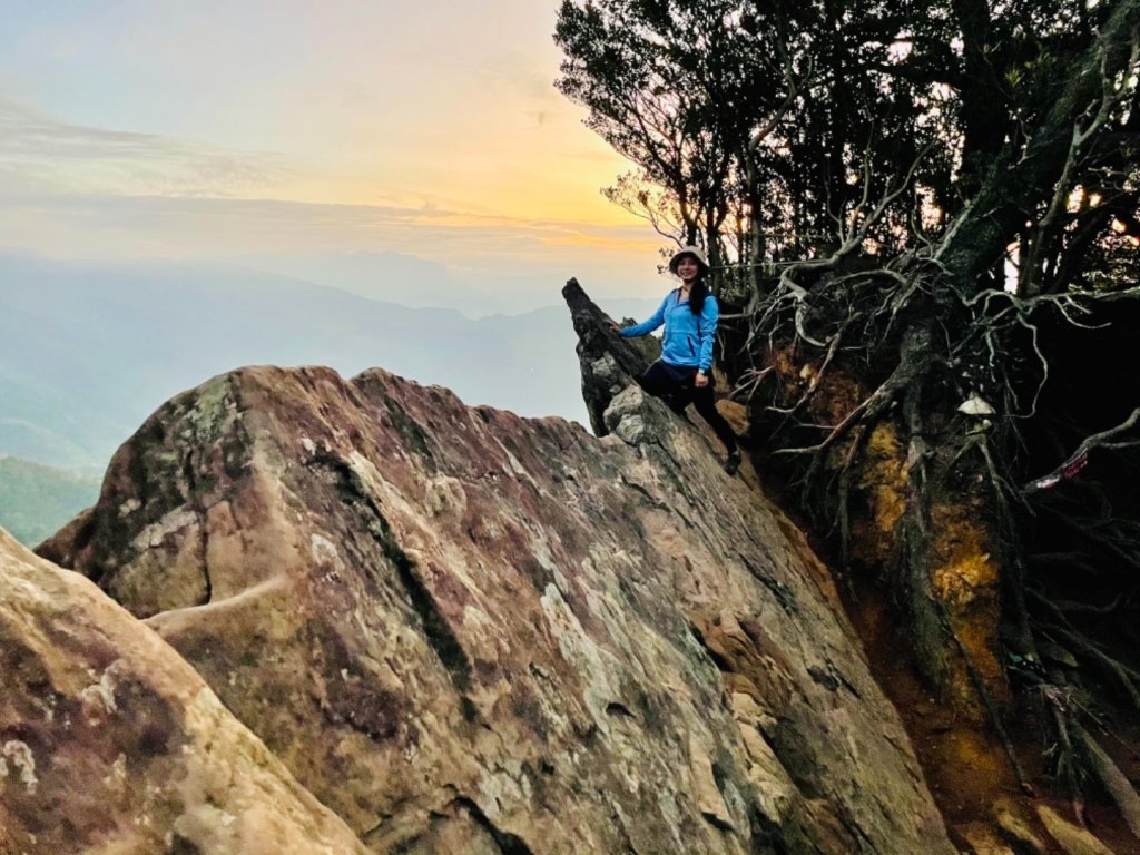 【內鳥嘴山】金黃色山毛櫸_1202560