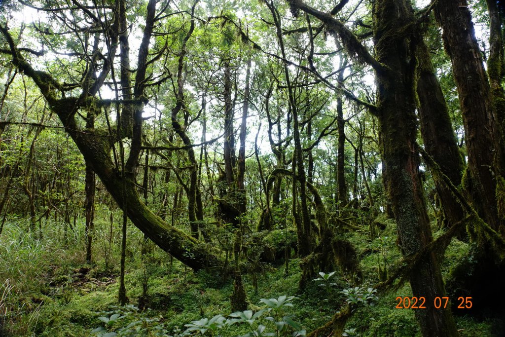 新北 烏來 拳頭母山_1778499