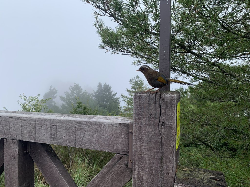 年輕人爬山趣～小百岳最高峰大塔山！_2414068