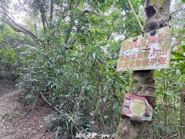 【屏東來義】小百岳棚集山x棚集下山O 繞_3013084