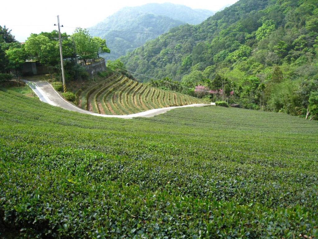 〔石碇〕鱷魚島🐊🐊🐊，晴空萬里下的萌萌淡碇鱷   最美。石碇 千島湖 土虱頭  永安景觀步道_2229701