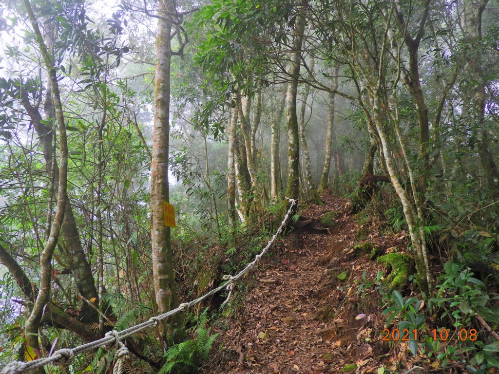 嘉義 阿里山 芙蓉山_1486520