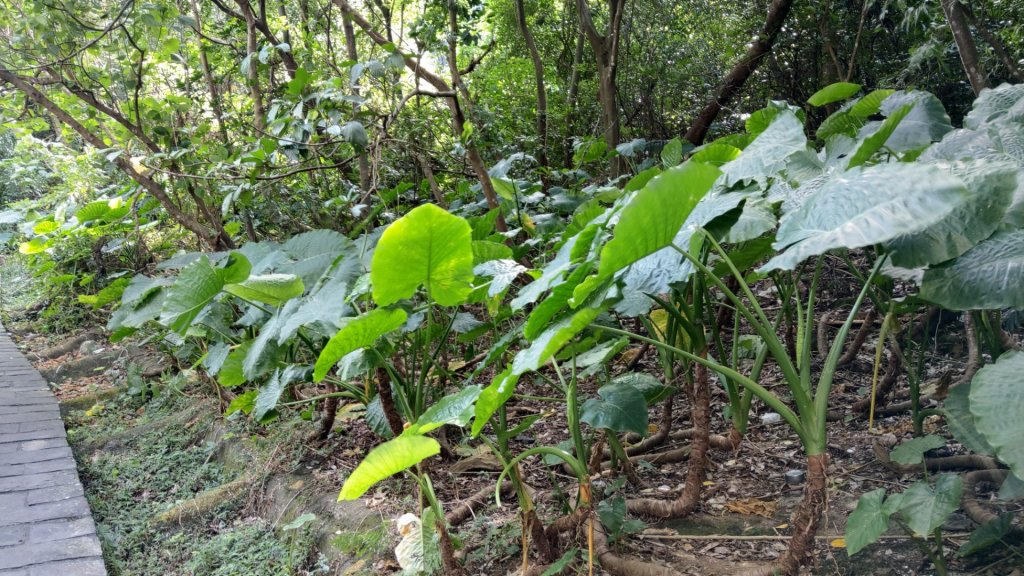 碧湖步道封面圖