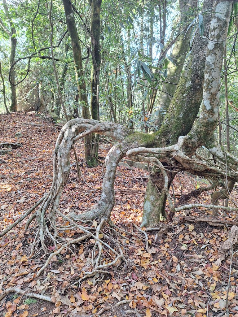 盡尾山20251225_2971997