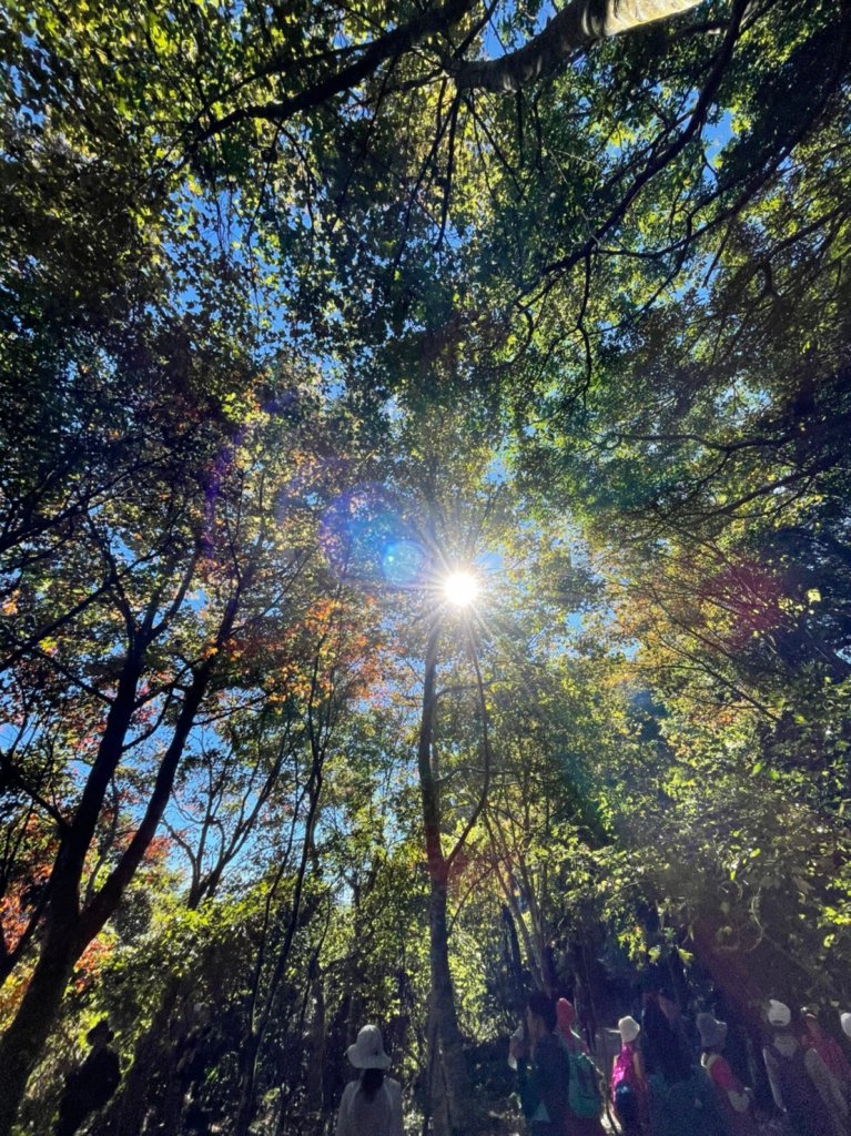 馬那邦山賞楓趣_1549552