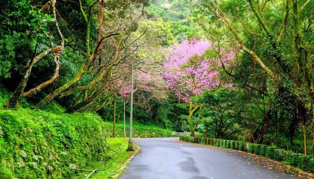 勤進路櫻花_3009714