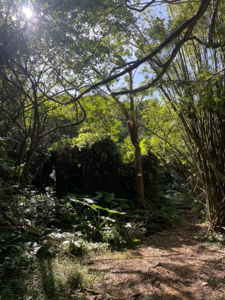 福隆草嶺古道#-龍虎縱走/芒草季澳底三山-澳底奇岩_2657805