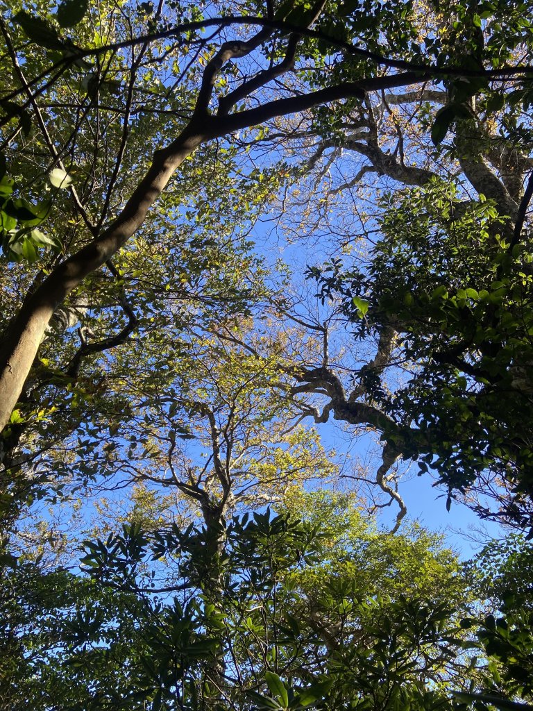 114.11.16 北得拉曼追黃金山毛櫸_2937887