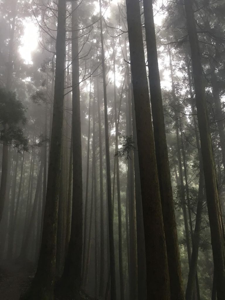 觀霧檜山巨木森林步道_171740
