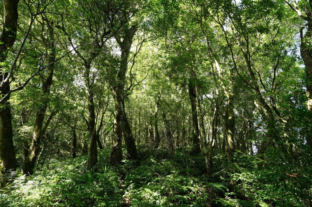 新北 烏來 山車廣山、檜山_2567378