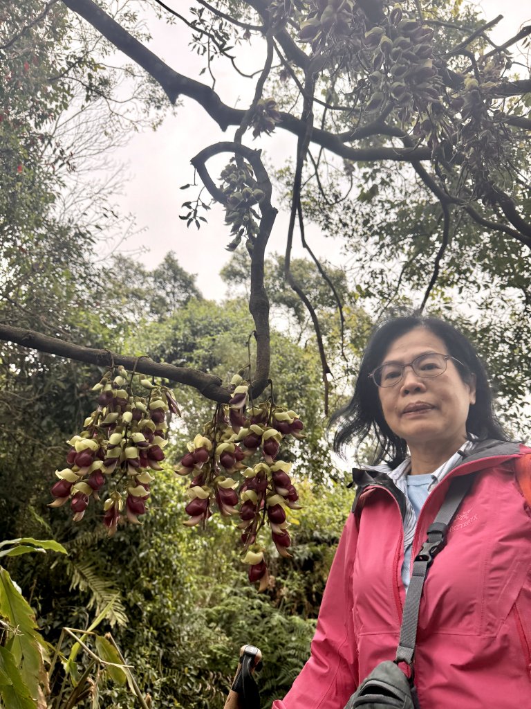 王功坑山藤花_2748095