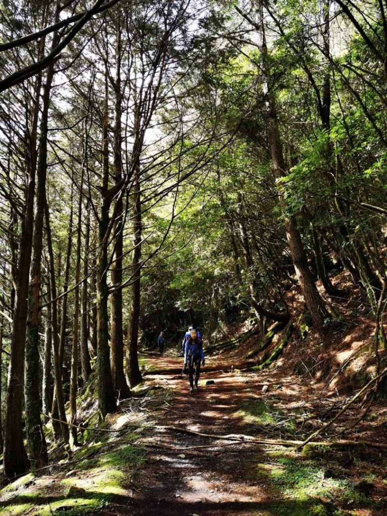 雙龍林道上巒安堂西巒大山_1778691