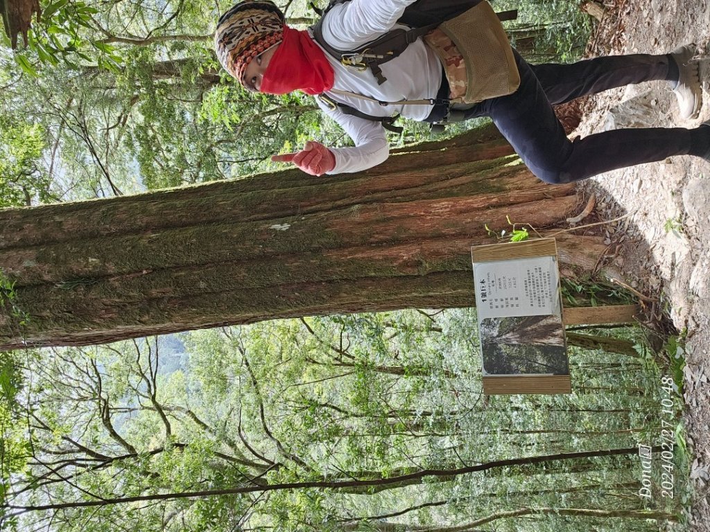 司馬庫斯巨木步道Yaya,櫻花園賞櫻_2440675