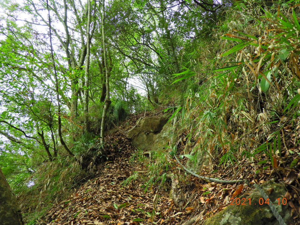 苗栗 泰安 鷂婆山_1343522