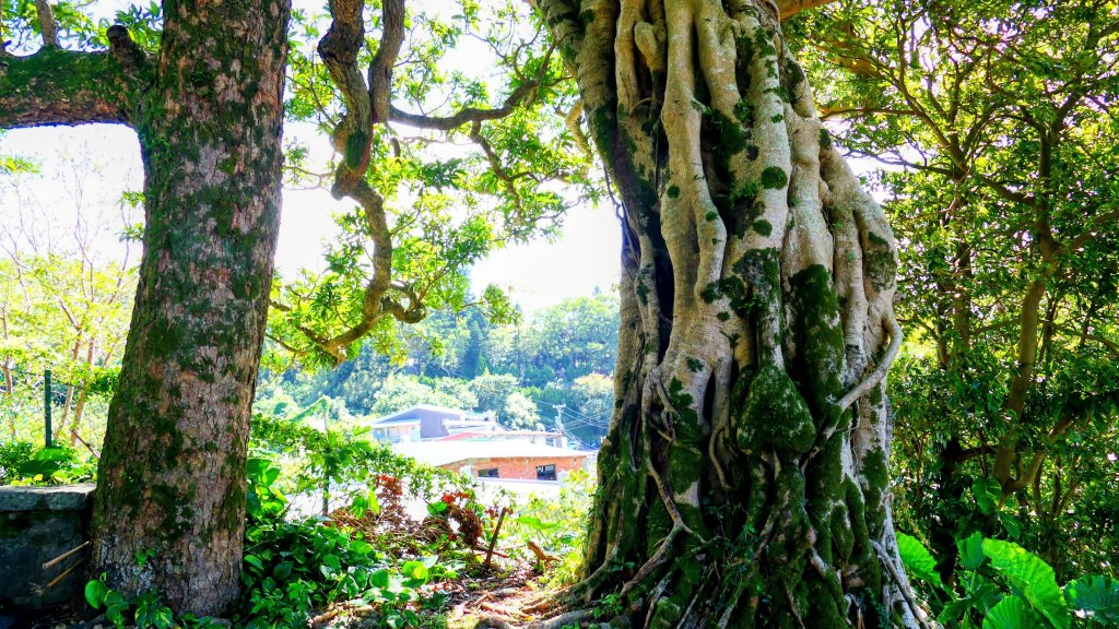 向天蝦不蝦_2936793