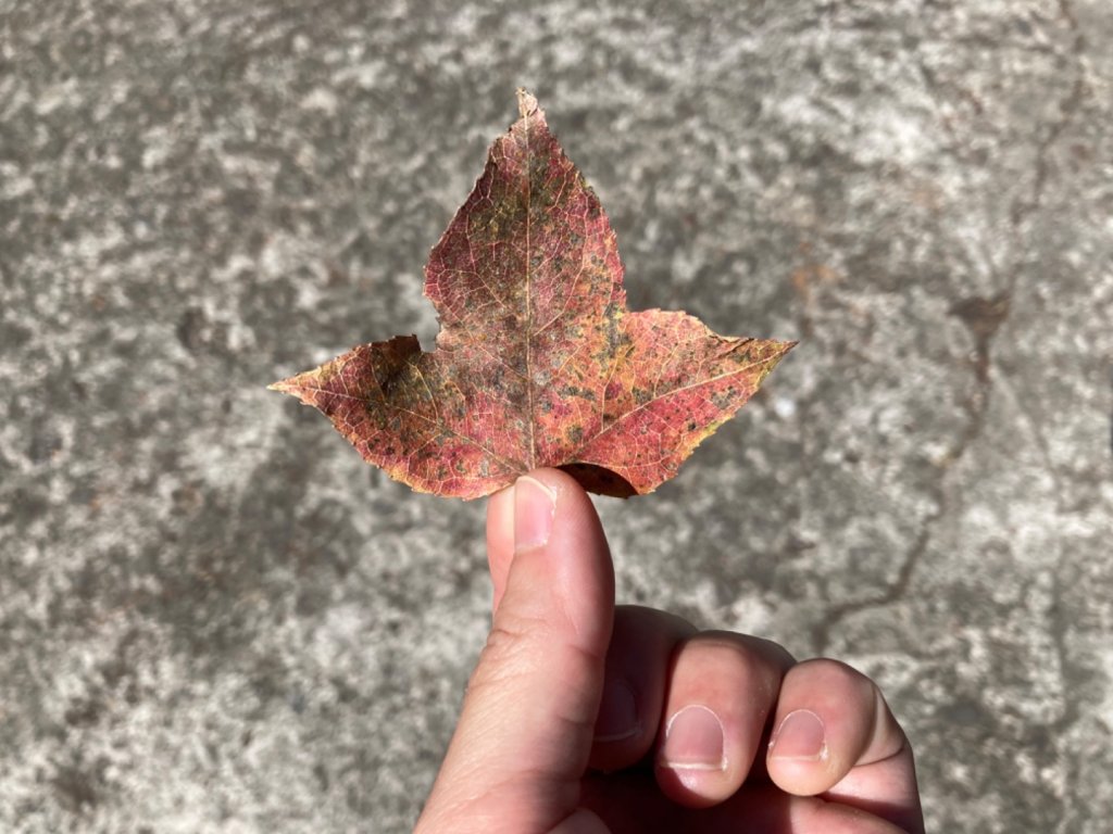 馬那邦山_1895115