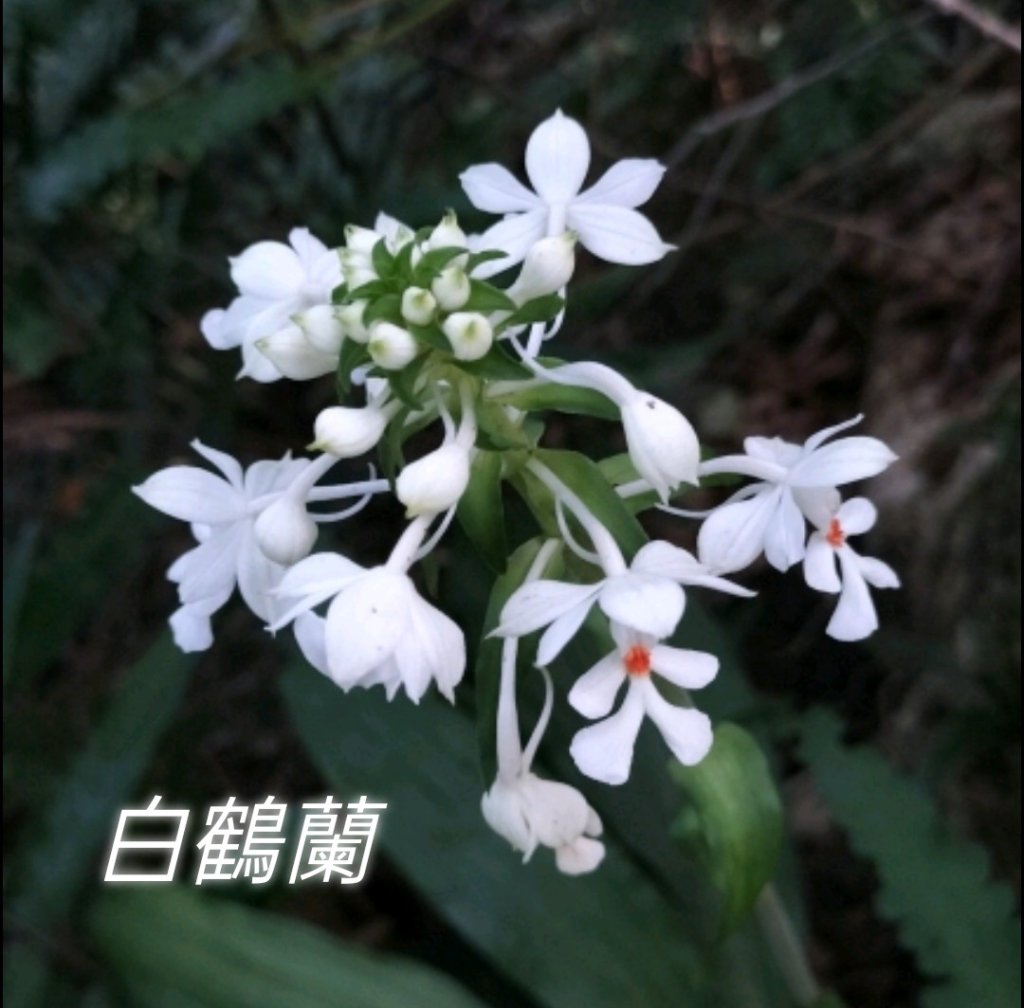 7/30鵝角格山、貓空山徑巧遇藍腹鷴（♀️）_2560766