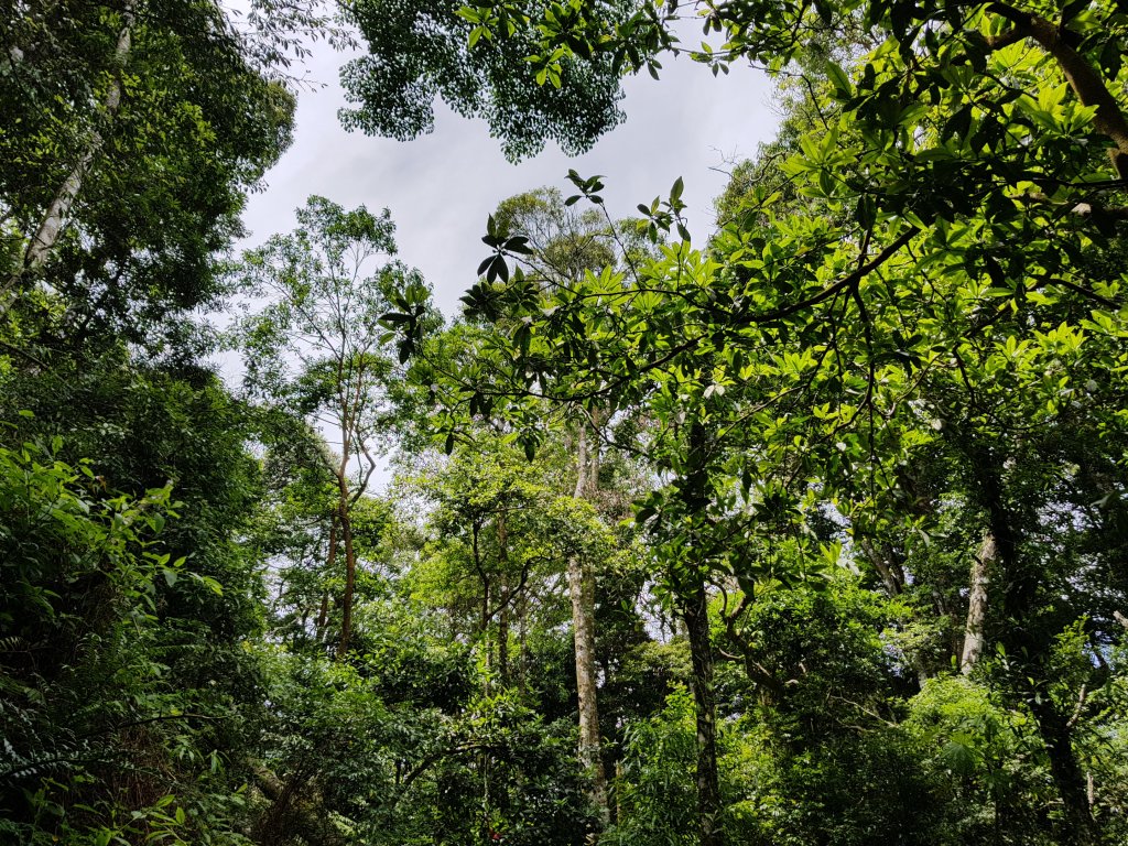 復興三尖之那結山_1423078