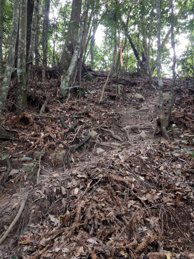 步道巡訪員 l 白毛山步道10月巡訪日誌_1119391