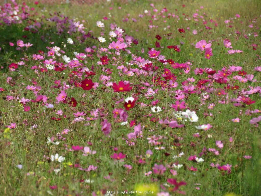 《台中》漫櫻飄舞｜后里泰安櫻花季健行20240225_2436892