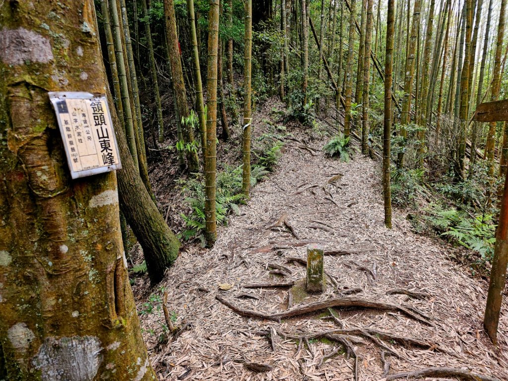 金柑樹山、忘憂森林步道-(南投)臺灣百大必訪步道_2789382