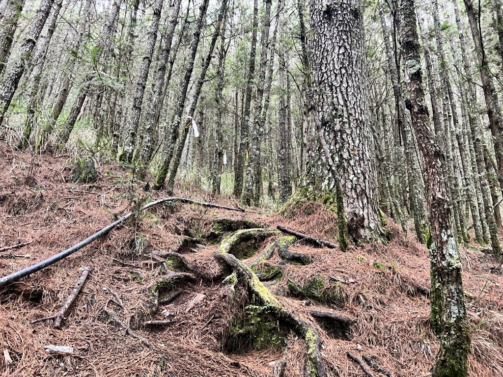 將軍廟上天鑾池上下_2162786