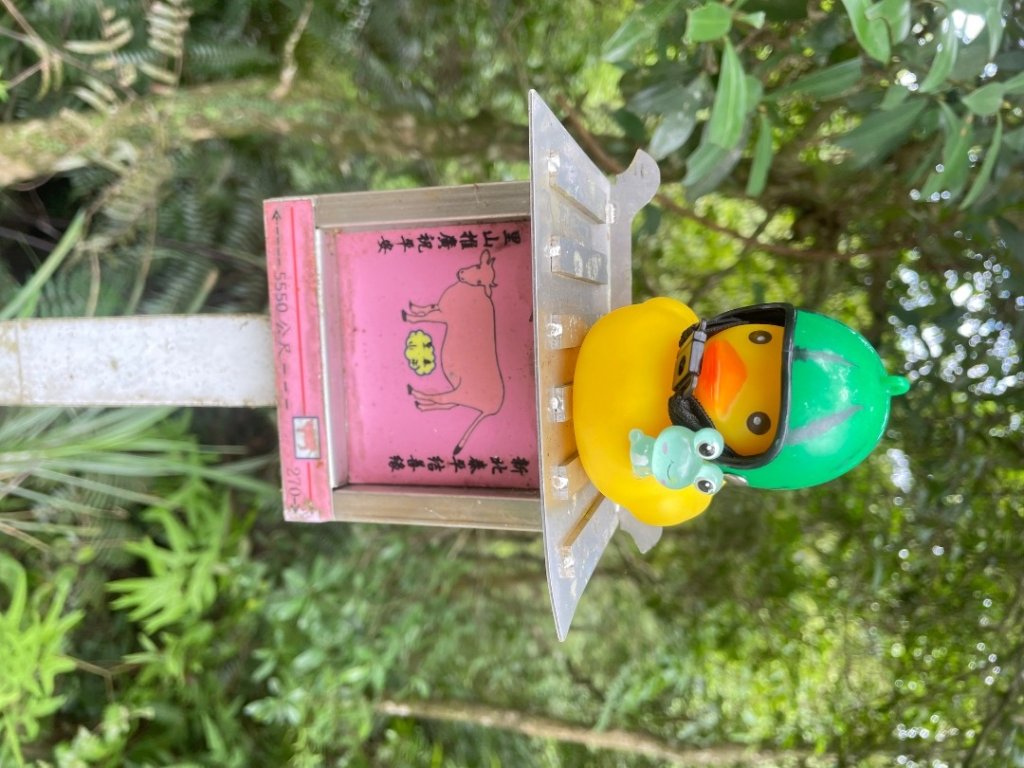 雙溪-四柑-後番子坑古道-土地公-上下內平林-大平林山-石笋-焿子寮古道-猴硐-金瓜石大小粗坑古道_2861504