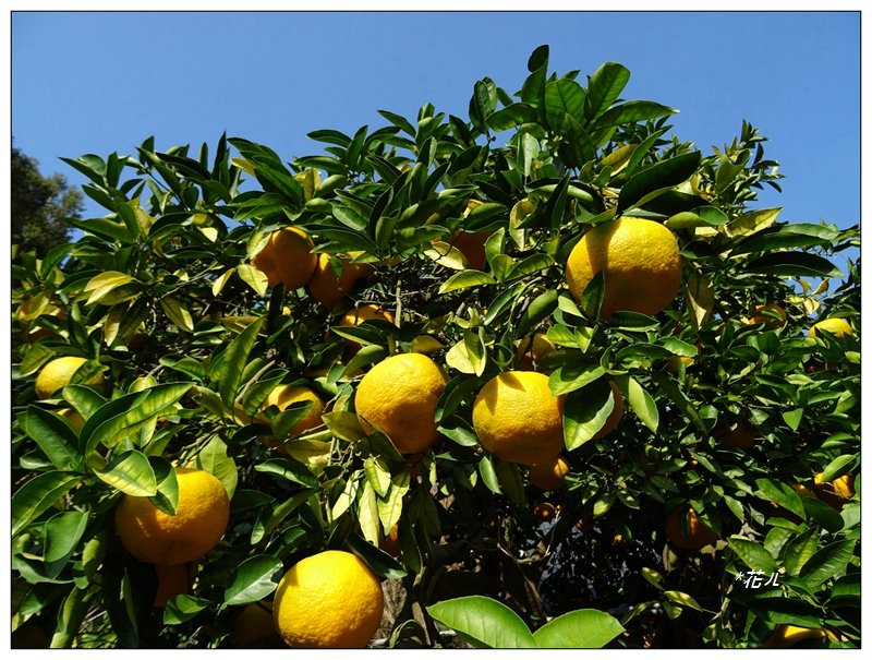 泰安登山步道/縱走后里車站_1277074