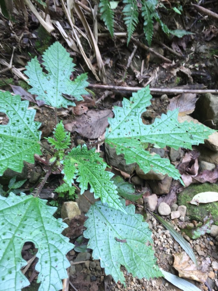 水樣森林 第一次在山裡過夜_659044