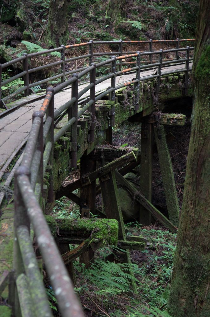 特富野古道、鹿林神木、塔塔加雲海_154443