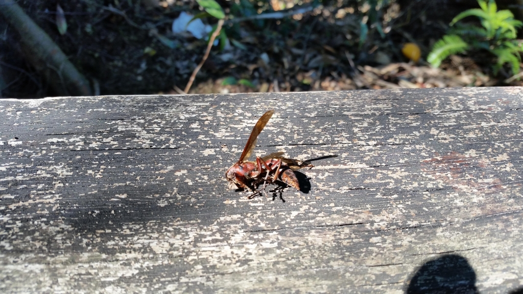 【新北／三峽】白雞三山連走_3065