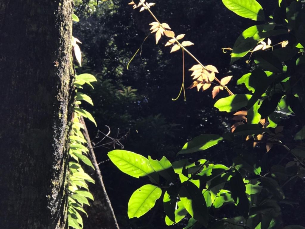 大混山連走李崠山_397885