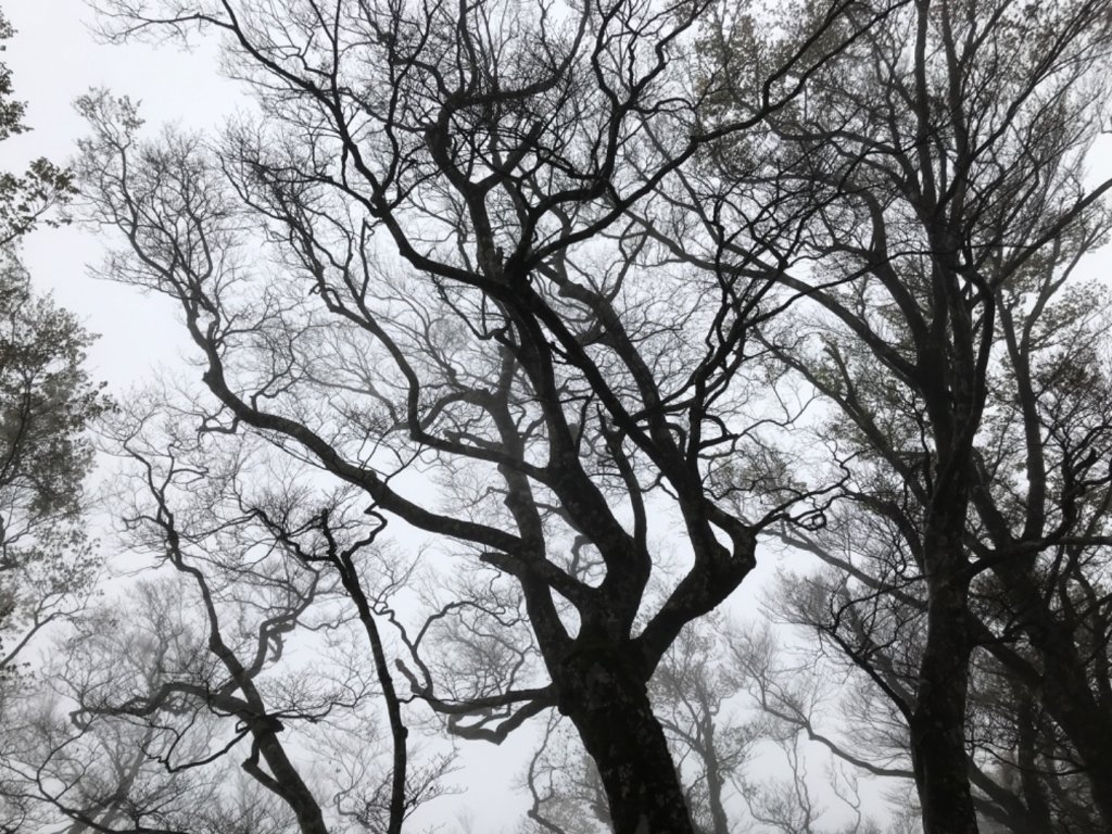 雨霧散遊太平山_885970