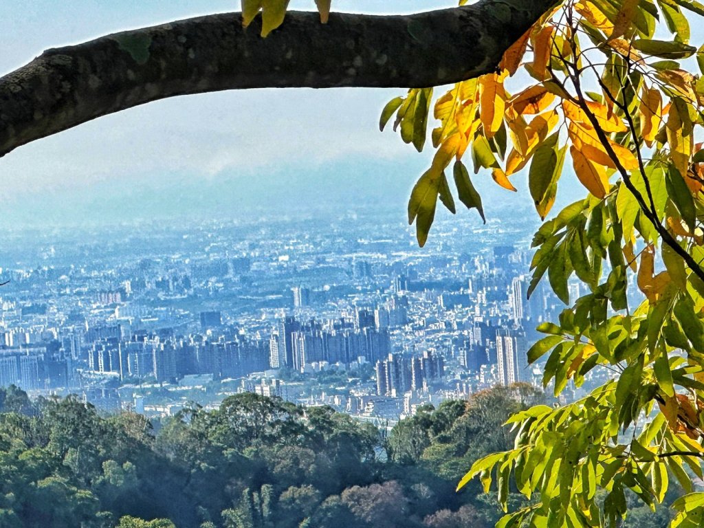 聚興山 新田步道 龍興巷落羽松_1994568