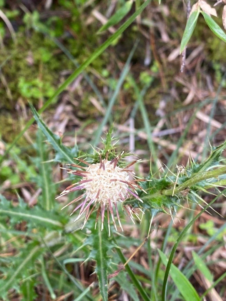 塔塔加黑森林_2668016