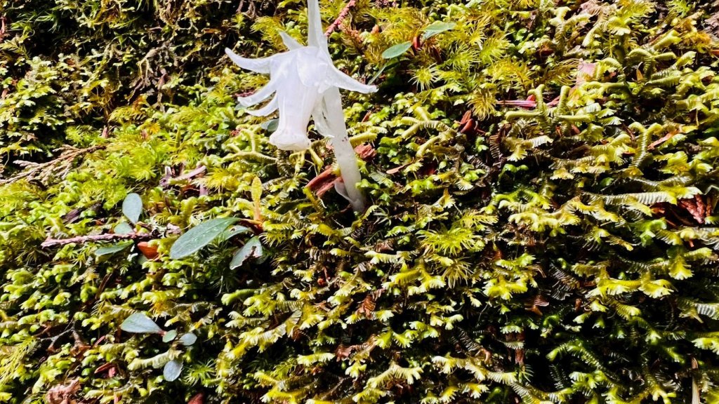 🌈4/13（日）（三）魔法森林-塔曼山~FB：熊熊趴爬走🌈_2761296