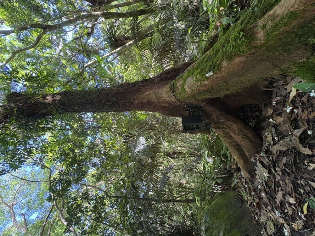 戲水（鴛鴦_2786663