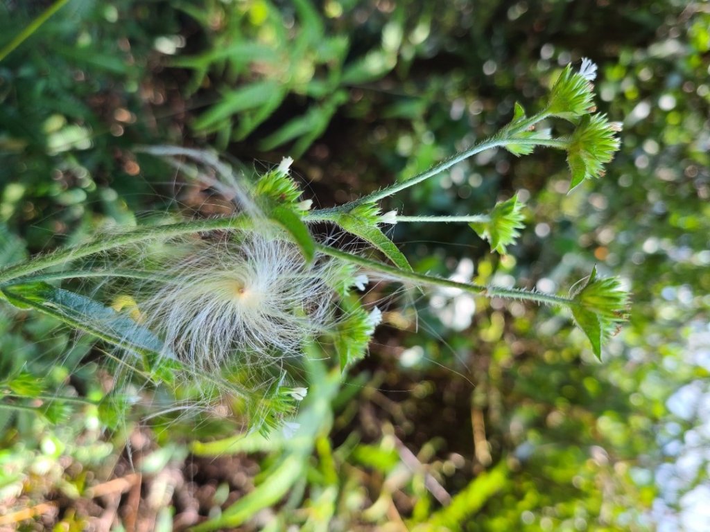 灣潭山和美山O型小走走_1279227