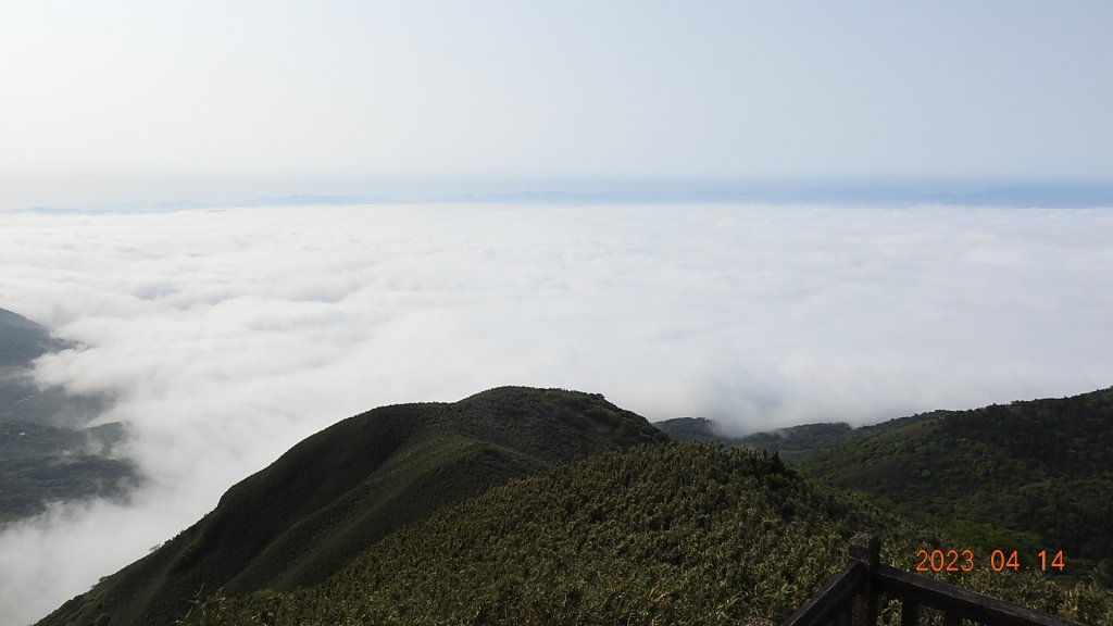 邂逅江湖傳說已久鐘萼木(據說冰河孓遺植物)，再見差強人意的月光/日出雲海_2112177