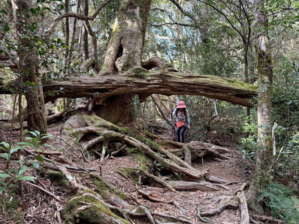 塔曼山 連走 拉拉山森林遊樂區 O繞 20251011_2923664
